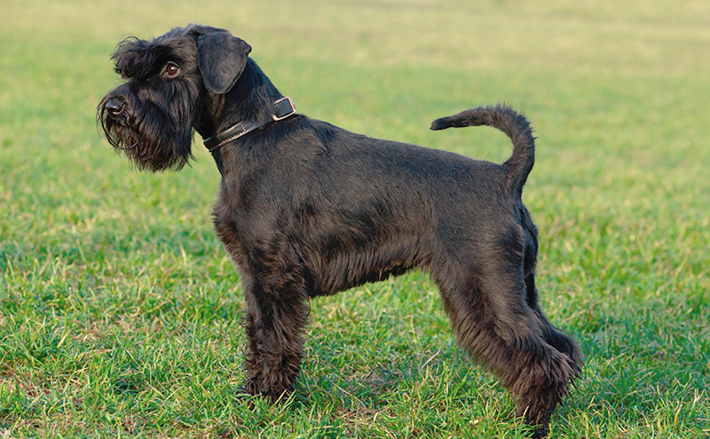 ミニチュアシュナウザー・ブラックの毛色