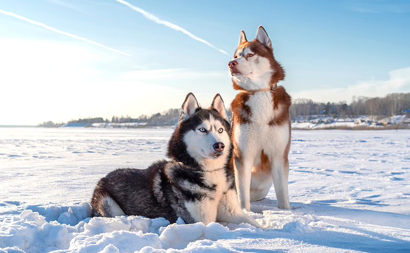 シベリアンハスキー