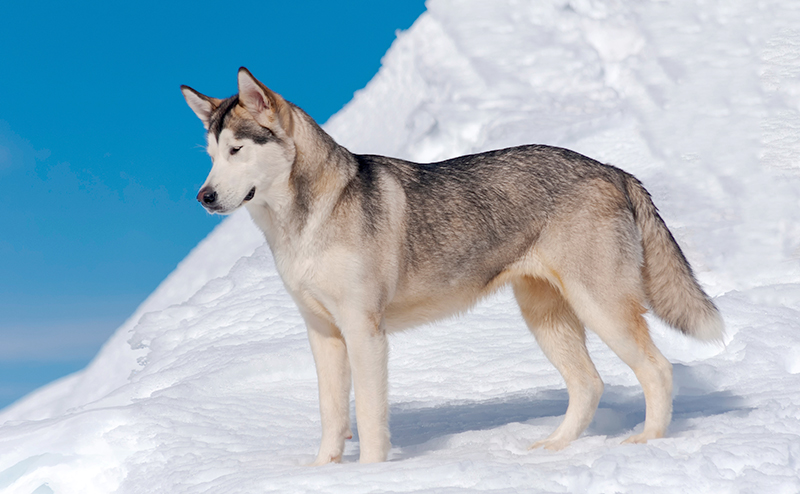 アラスカンマラミュート