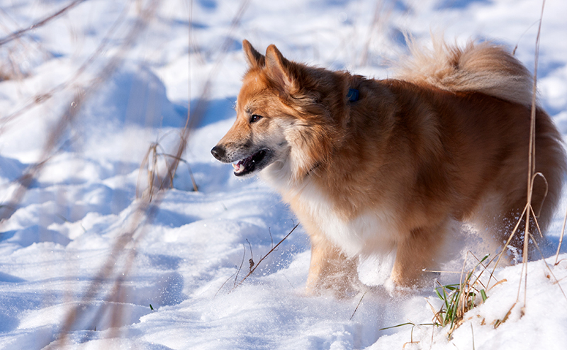アイスランドシープドッグ