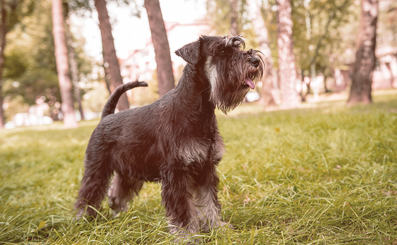 ミニチュアシュナウザー・レバーの毛色