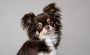 タンカラーのチワワ