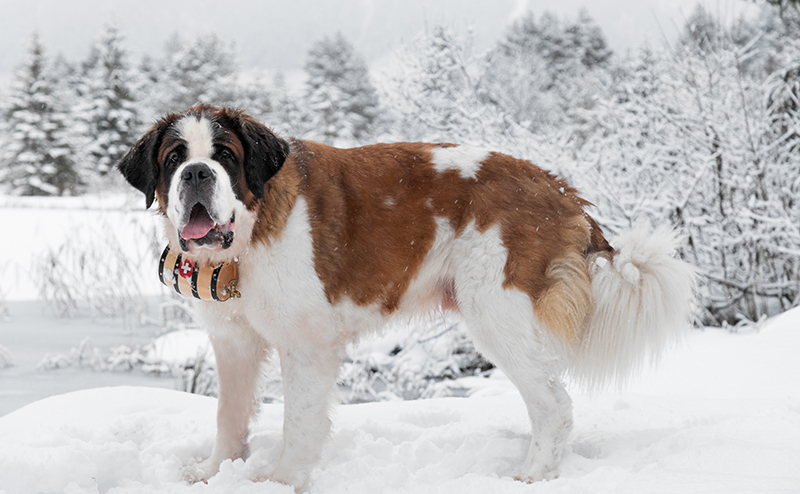 セントバーナード