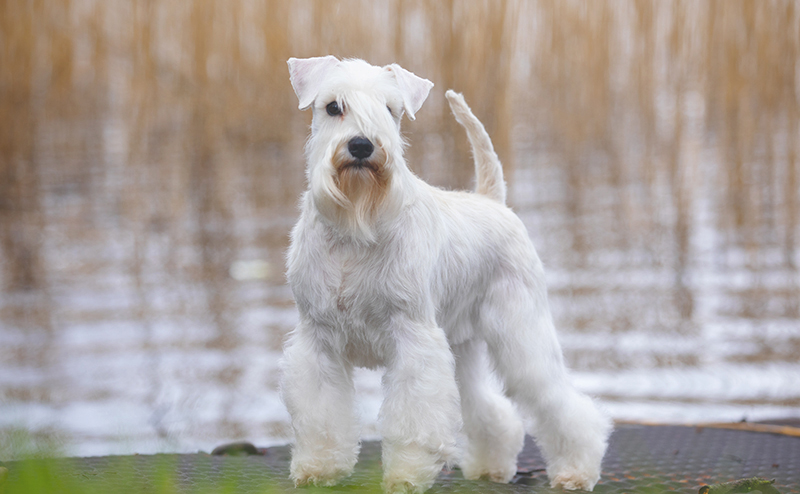 ミニチュアシュナウザー・ホワイトの毛色