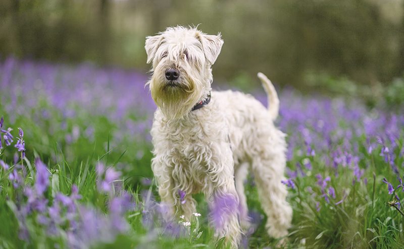 ミニチュアシュナウザー・ウィートンの毛色