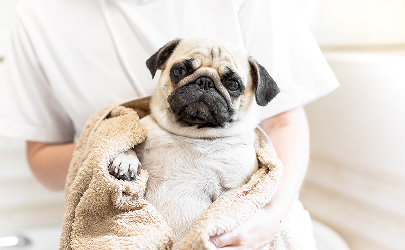 体を拭かれるパグ
