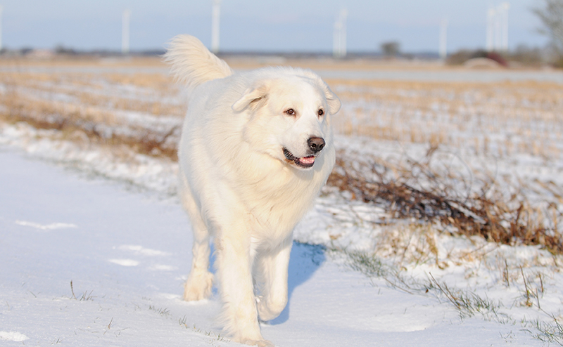 グレートピレニーズ