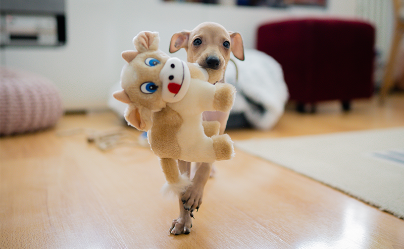 ぬいぐるみで遊ぶイタリアングレーハウンドの子犬