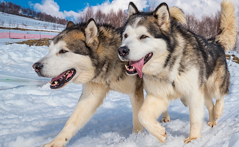 アラスカンマラミュート
