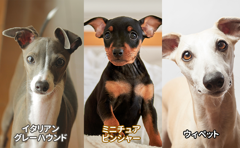 イタグレに似ている犬種の見分け方