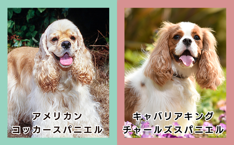 キャバリアとコッカースパニエルの違い比較