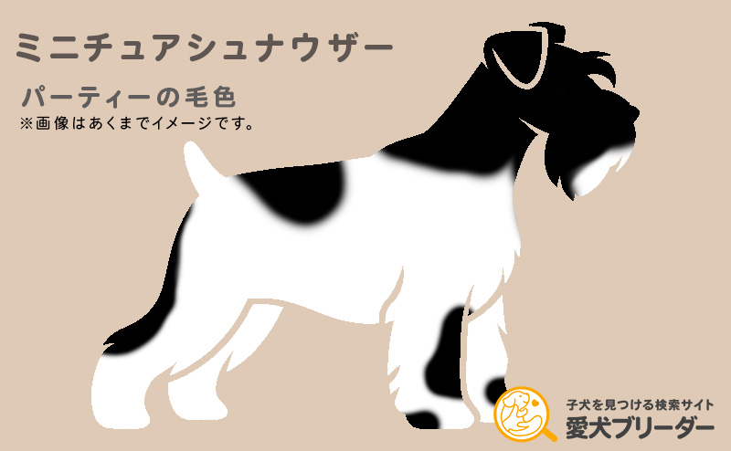 ミニチュアシュナウザー・パーティーの毛色
