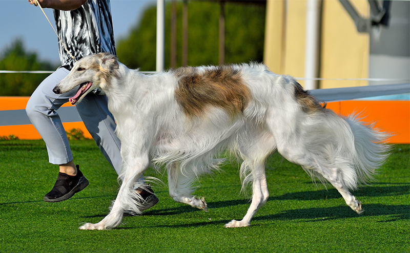 ボルゾイに似てる犬｜サルーキやアフガンハウンドの特徴とボルゾイとの違いをご紹介！