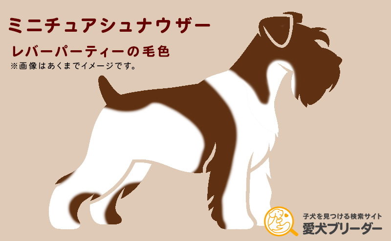 ミニチュアシュナウザー・レバーパーティーの毛色