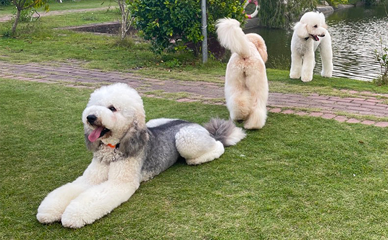 大きいトイプードルみたいな犬の正体は?性格や迎える方法、飼い方までご紹介!