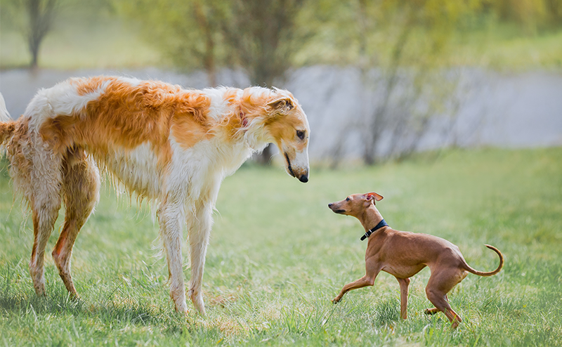 足が長い・細い犬種10選！特徴や飼育の注意点もご紹介！｜愛犬ブリーダー