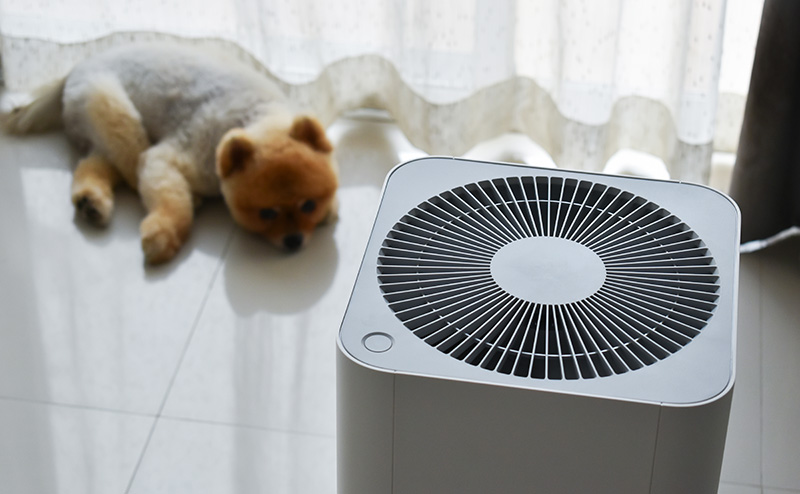 犬と臭いを改善する空気清浄機