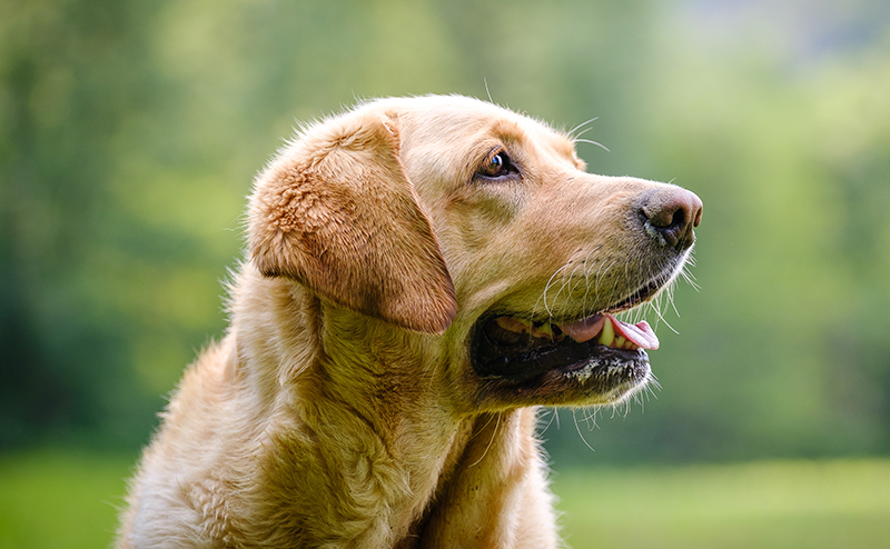 ミックス犬ゴールデンラブの顔