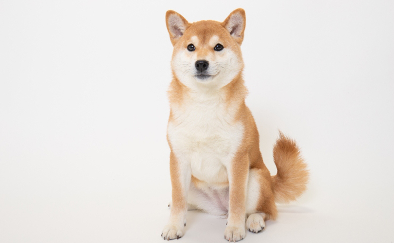 柴犬