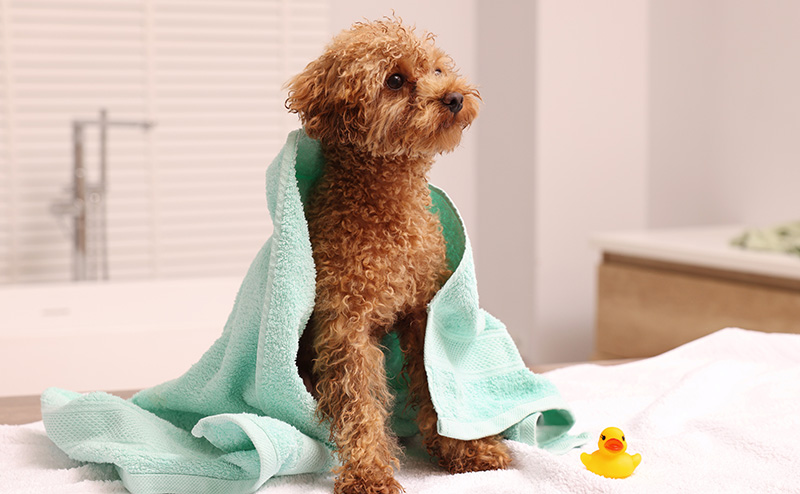 臭くない犬種ランキング