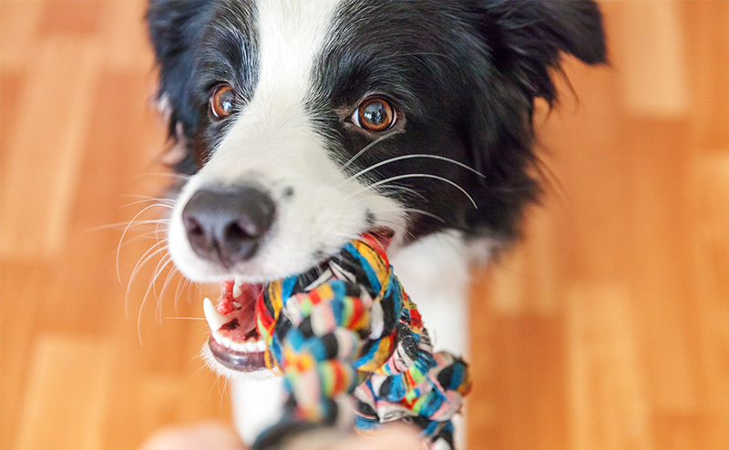 おもちゃで遊ぶボーダーコリー