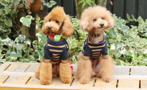 トイプードルの人気カット最新ランキング！かわいいカットから個性的なカットまで！｜愛犬ブリーダー