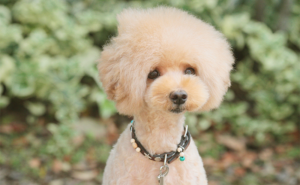 トイプードルの人気カット最新ランキング!かわいいカットから個性的なカットまで!|愛犬ブリーダー