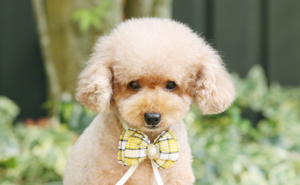 トイプードルの人気カット最新ランキング!かわいいカットから個性的なカットまで!|愛犬ブリーダー
