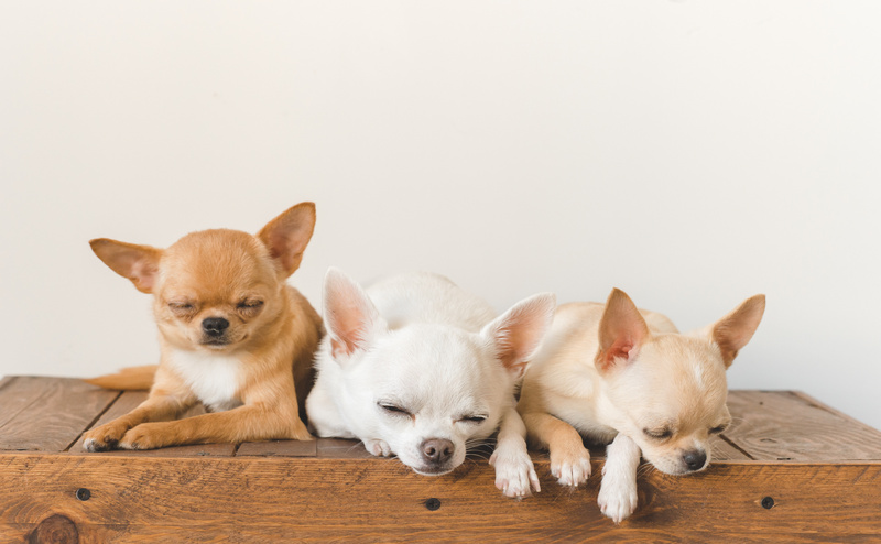 寝ているチワワの子犬