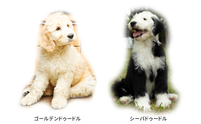 ゴールデンドゥードルとシーパドゥードルの子犬