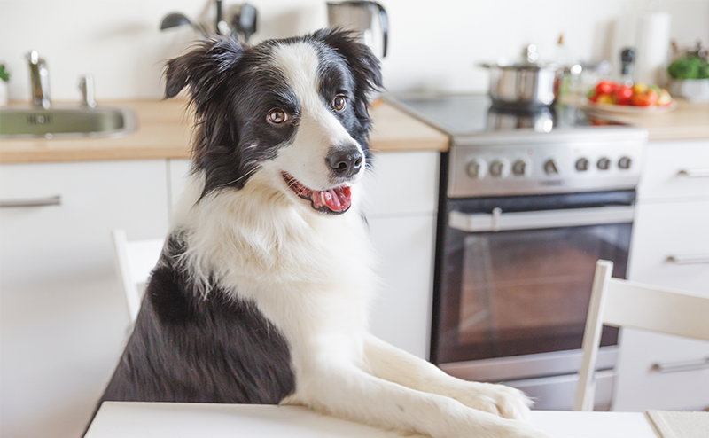 ダイニングテーブルから顔を出すボーダーコリー
