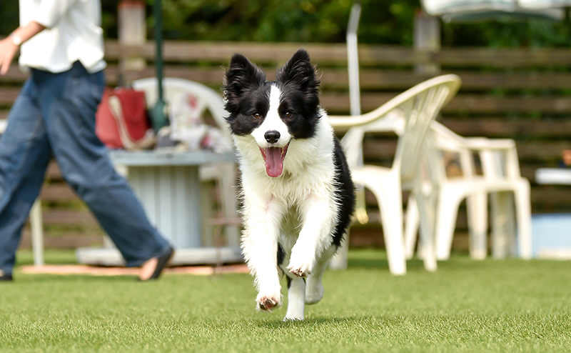 ドッグランで楽しそうに走るボーダーコリー