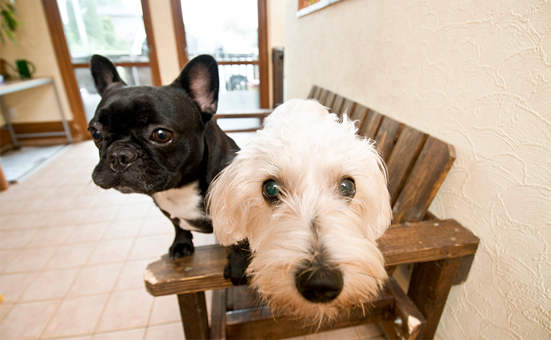 フレンチブルドッグと白い犬