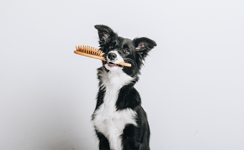 ブラシをくわえるボーダーコリー