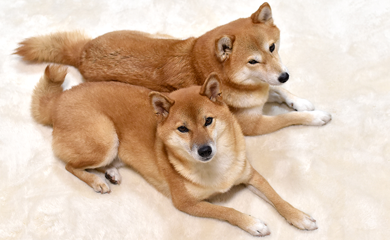 並んで寝そべる柴犬