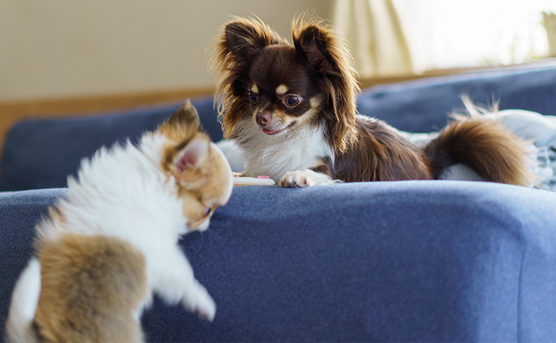 成犬のチワワが子供のチワワを見つめている