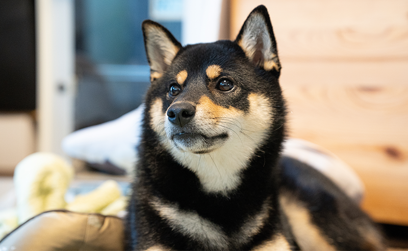 家でくつろぐ柴犬