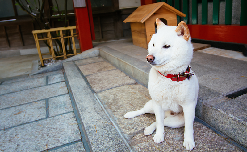 外で座っている柴犬