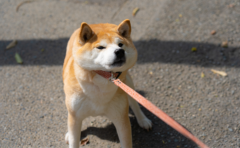 散歩を嫌がる柴犬