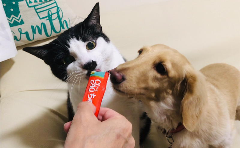 日本猫とミニチュアダックスフンド