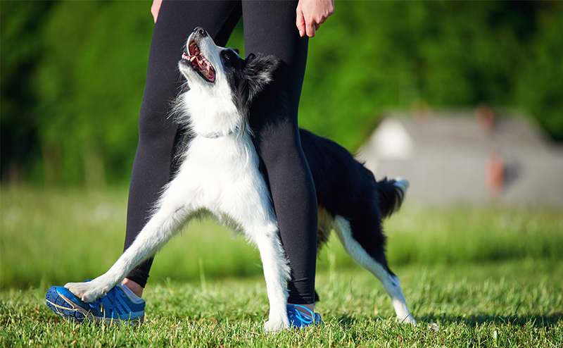 楽しそうにしつけを受けるボーダーコリー