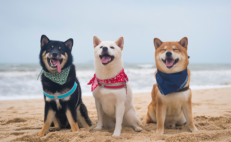 浜辺に並ぶ3頭の柴犬