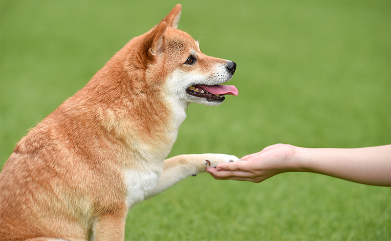 飼い主にお手をする柴犬