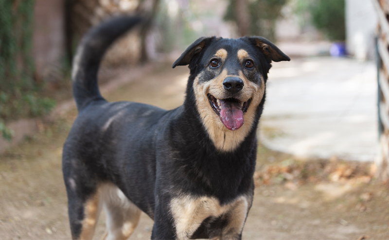 黒い犬が尻尾を高く上げて笑っている
