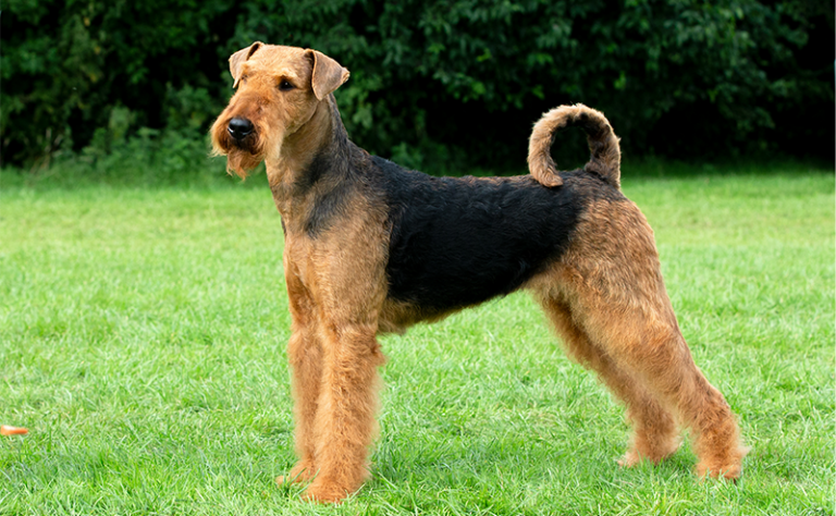 テリア犬は全32種類!?どんな犬種なの?性格や特徴や大きさをご紹介!|愛犬ブリーダー