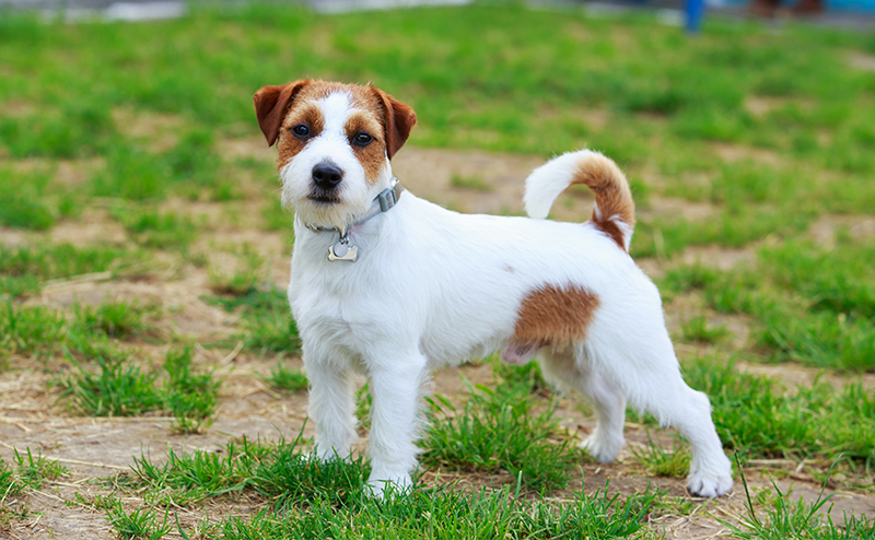 テリア犬は全32種類!?どんな犬種なの?性格や特徴や大きさをご紹介!|愛犬ブリーダー