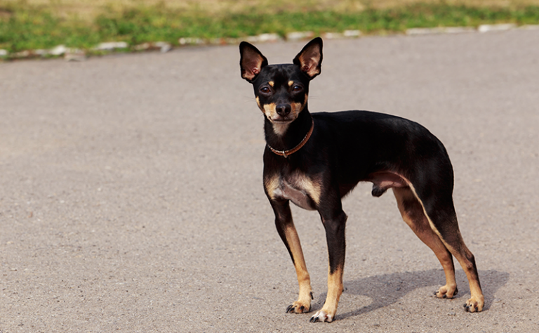 テリア犬は全32種類!?どんな犬種なの?性格や特徴や大きさをご紹介!|愛犬ブリーダー