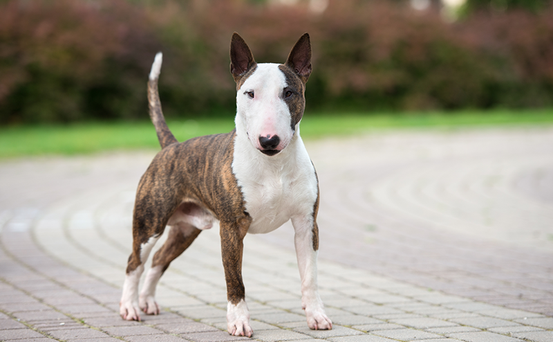 テリア犬は全32種類!?どんな犬種なの?性格や特徴や大きさをご紹介!|愛犬ブリーダー