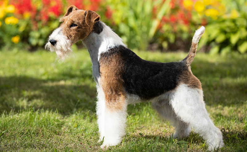 テリア犬は全32種類!?どんな犬種なの?性格や特徴や大きさをご紹介!|愛犬ブリーダー