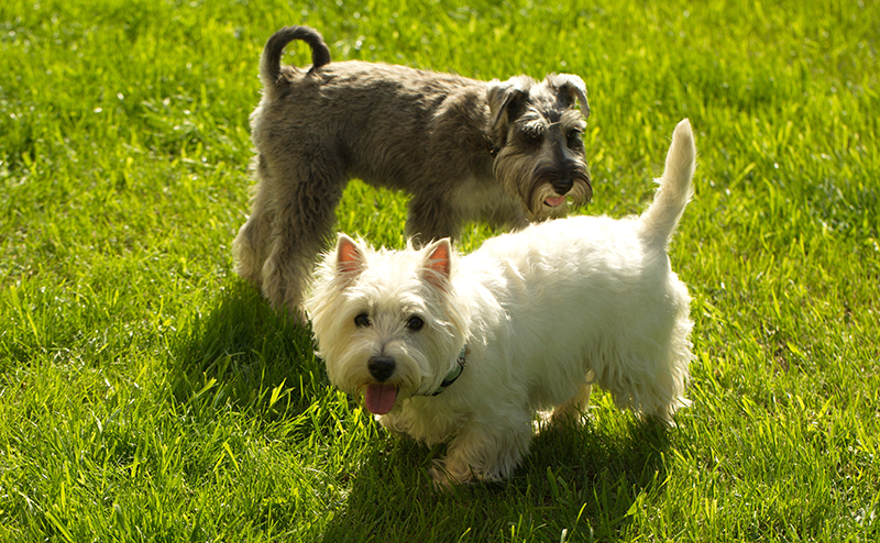 テリア犬は全32種類!?どんな犬種なの?性格や特徴や大きさをご紹介!|愛犬ブリーダー